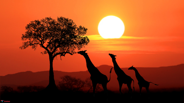 10 Places to Visit in Kenya With Truedeal
