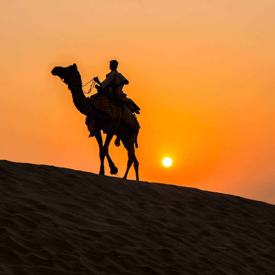 Camel Safari