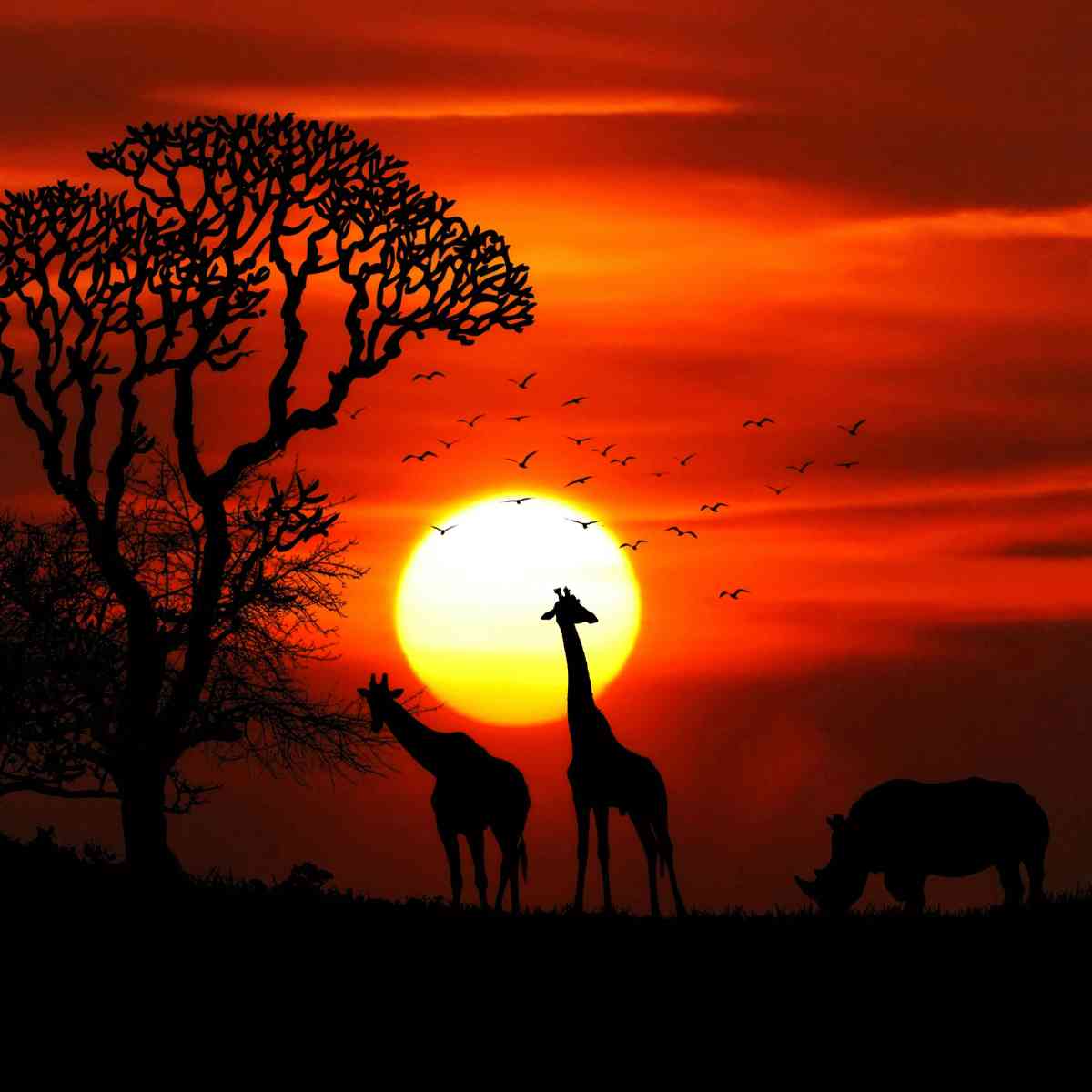 Night Safari